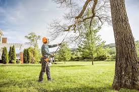 Best Tree Removal Services  in South Apopka, FL